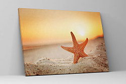 Obraz Hviezdica 1626